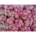 Wholesale Price Fresh Garlic Normal White